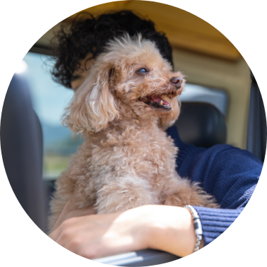 車から顔を出す小型犬